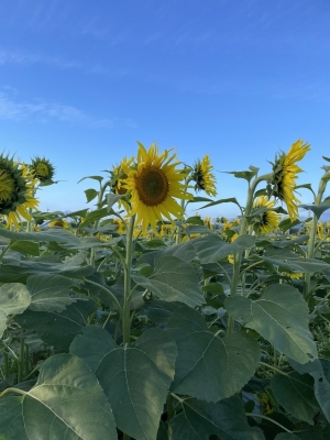 SEIJI(セイジ) サマーバーゲン始まりました🌻