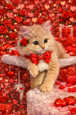 BOSS(ﾎﾞｽ) (^ට ‧̫ ට^)੭