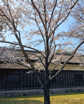 IEYASU(ｲｴﾔｽ) 61【俳句の読み方が教えてくれた人生の生き方】