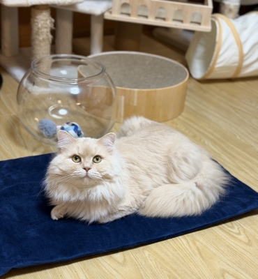 BOSS(ﾎﾞｽ) (^ට ‧̫ ට^)੭