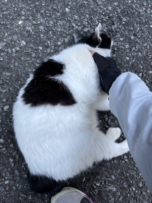 SHINNOSUKE(ｼﾝﾉｽｹ) 朝ぶっちゃー