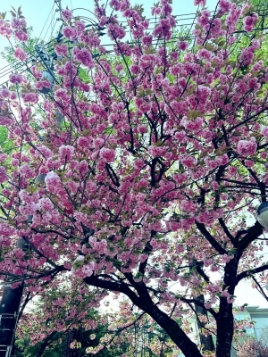 ITO(ｲﾄ) 八重桜