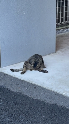 SHINNOSUKE(ｼﾝﾉｽｹ) 朝活猫