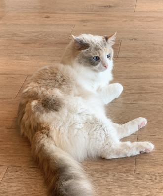 AYANO(ｱﾔﾉ) 猫カフェ🐱