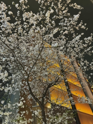 CHITOSE(ﾁﾄｾ) 桜が咲いたよ