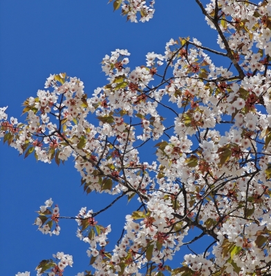 GENKI(ｹﾞﾝｷ) また巡る春に、想いを重ねて