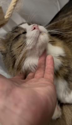 KIRITO(ｷﾘﾄ) ナデ