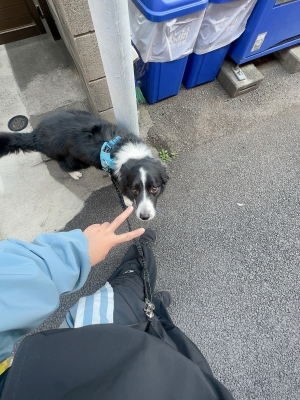 ATSUMU(アツム) 犬とは