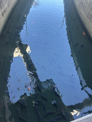 KONOSUKE(ｺｳﾉｽｹ) こんなでかい鯉ばっかいることあんの