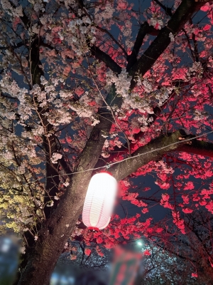 LEE(ﾘｰ) 夜桜…