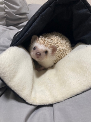 HASUMI(ﾊｽﾐ) 12月までリクエスト出勤