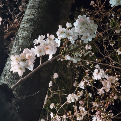 MIRAI(ミライ) 桜🌸