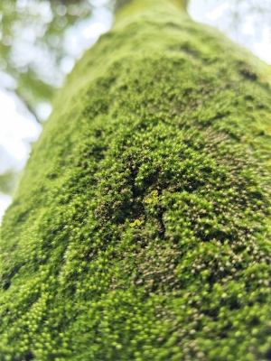 TOBARI(ﾄﾊﾞﾘ) 苔むす
