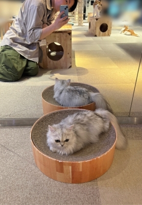 SANEMI(ｻﾈﾐ) 猫カフェ