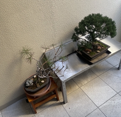 KUZE(ｸｾﾞ) 緑が好き