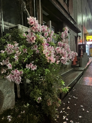 SHIRO(ｼﾛｳ) 雨上がりの街