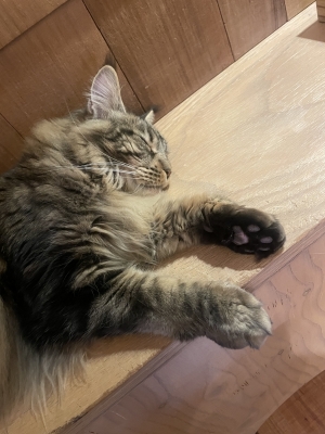 RYUHEI(ﾘｭｳﾍｲ) バレンタインイベント開催中