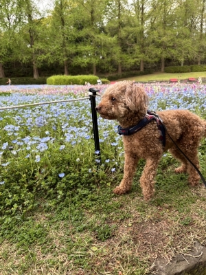 ASUMURA(ｱｽﾑﾗ) わんちゃんと散歩行きました！