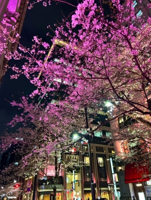 KONOSUKE(ｺｳﾉｽｹ) 夜桜