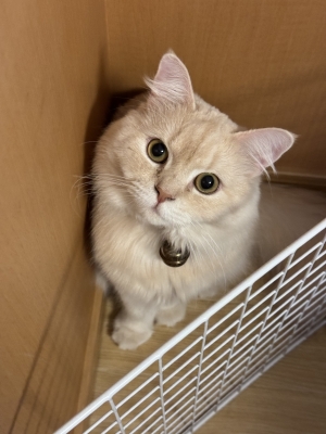 BOSS(ボス) (^ට ‧̫ ට^)੭