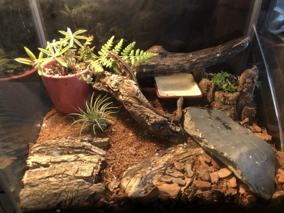 TATSUYA(ﾀﾂﾔ) タツヤの秘密1 飼ってた生き物