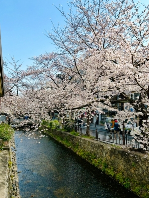 GION（ｷﾞｵﾝ） 🌸