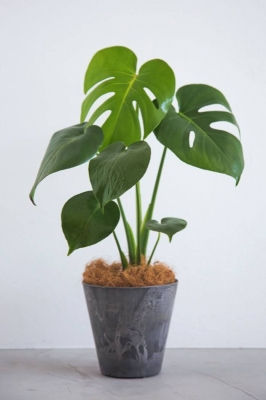 SHIZUKI(ｼﾂﾞｷ) 観葉植物にハマってる🪴