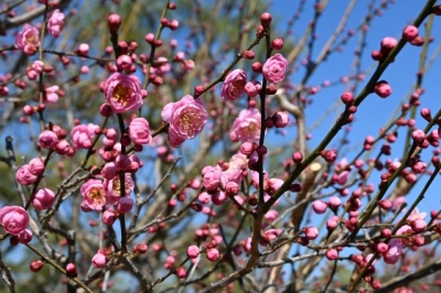 REO (ﾚｵ) 梅の花綺麗でした