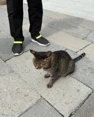 MASH(ﾏｯｼｭ) 中尊寺金色堂売店の看板ねこちゃん