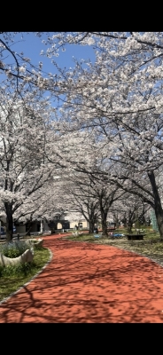 GUREN(ｸﾞﾚﾝ) 桜