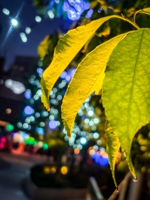 YUNI(ユニ) 玉ボケ写真