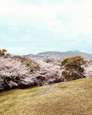 SAITO(ｻｲﾄ) 桜