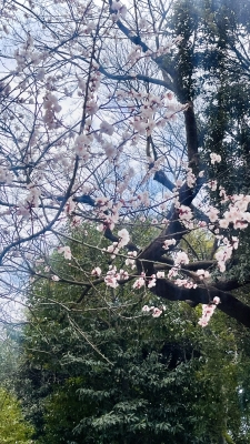 ふぶき 桜さん