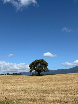 MASH(ﾏｯｼｭ) 1本の木　in岩手