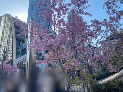 SHUHEI(ｼｭｳﾍｲ) 桜の季節