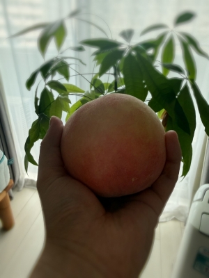 ARASHI(ｱﾗｼ) 【🍑】