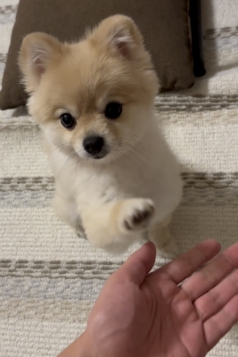 KEITA(ｹｲﾀ) おやすみなさい🐶