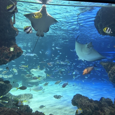 KATSUMI(カツミ) 水族館