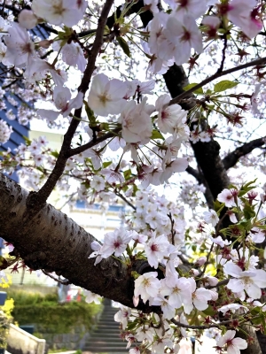 ARAN(アラン) 美しく散りたい