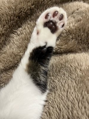 NIRU(ﾆﾙ) お誘いお待ちしてます。愛猫手を添えて