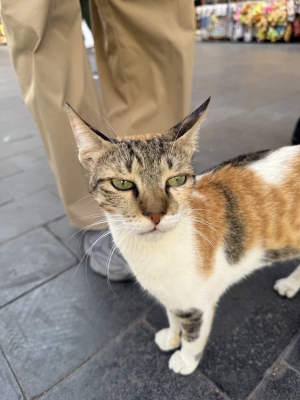 KIRITO(ｷﾘﾄ) ぬん