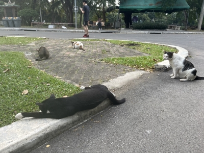 MOCHI(モチ) あなたの幸せのために。