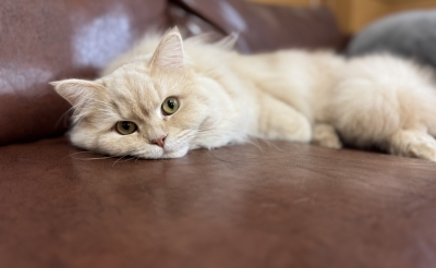 BOSS(ﾎﾞｽ) (^ට ‧̫ ට^)੭