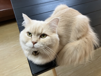 BOSS(ﾎﾞｽ) (^ට ‧̫ ට^)੭