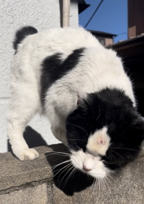 SHINNOSUKE(シンノスケ) 幸せを招く猫♡
