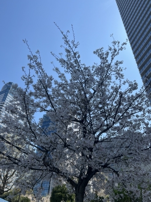 RYO(ﾘｮｳ) 春は新たな出会いの季節ですね🌸✨