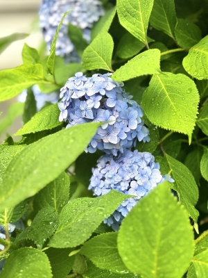 TOU(ﾄｳ) 雨で元気フルマックスな紫陽花🫧