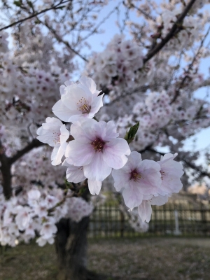 YONCE(ﾖﾝｽ) 桜
