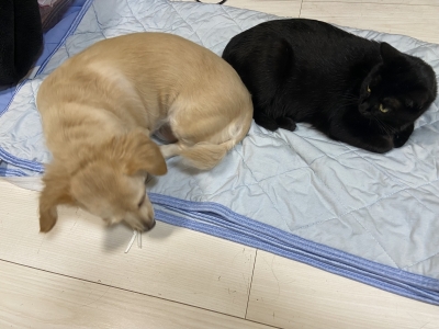 AKIRA (ｱｷﾗ) 夏が来ますね