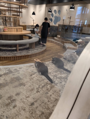 SHINGETSU(ｼﾝｹﾞﾂ) 猫カフェ